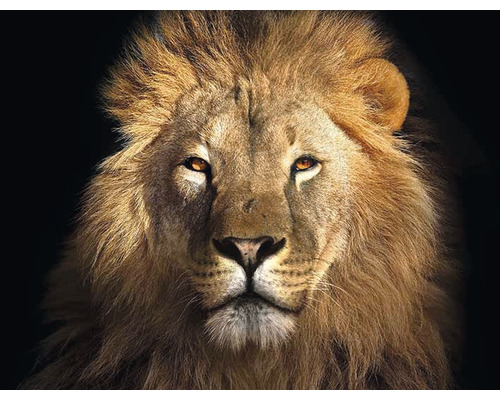 Portret van een leeuw met manen