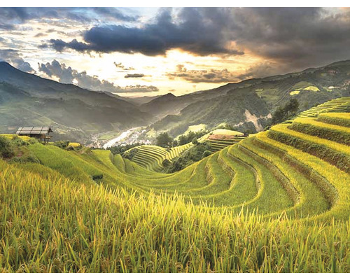 Landschap met rijstvelden op een helling en een huis