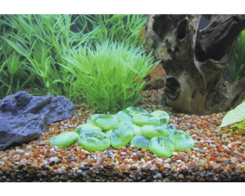 Aquariumdecoratie met planten, stenen en houten wortels