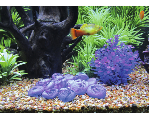 Decoratief aquarium met stenen, planten en siervis
