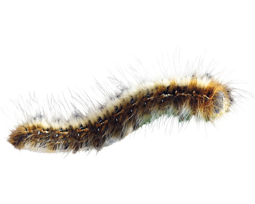 Bruine processievlinder