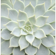 Close-up van een enkele vetplant