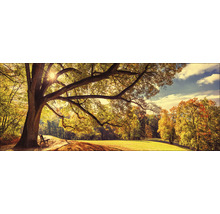 Herfstlandschap met boom, weide en bank