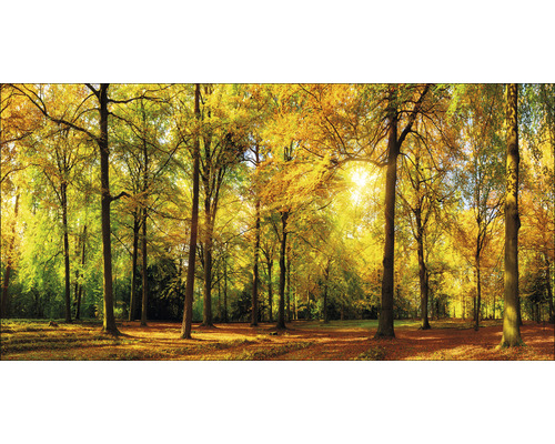 PURE LIVING Schilderij canvas Sunset in Forest 100x50 cm