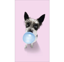 Een hond blaast een kauwgomballon