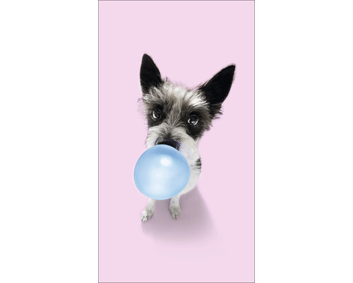 Een hond blaast een kauwgomballon