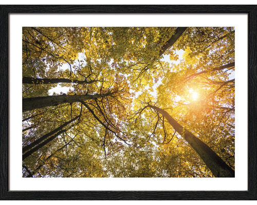 PURE LIVING Schilderij met lijst Sunshine In The Forest I 33x43 cm