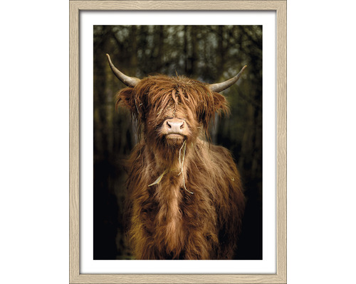 PURE LIVING Schilderij met lijst Scottish Highland Cattle VI 33x43 cm