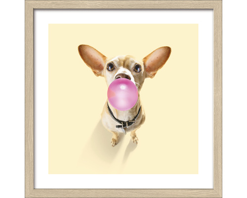 Ingelijste afbeelding van een Chihuahua met een kauwgom in zijn mond