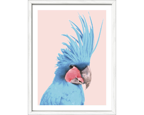 PURE LIVING Schilderij met lijst Blue Cockatoo 33x43 cm