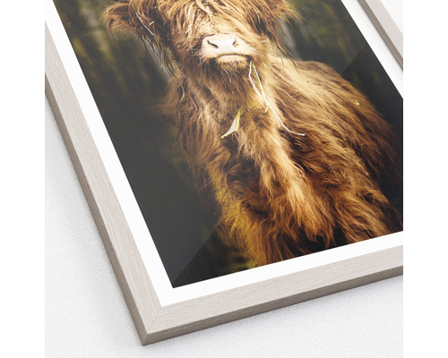 Ingelijste foto van een Schotse hooglander