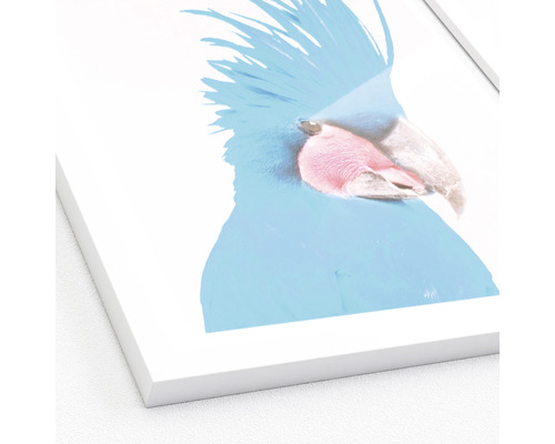 Ingelijste afbeelding van een kaketoe