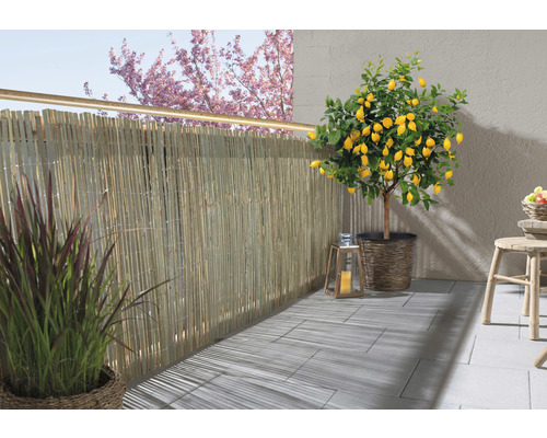 Balkonscène met bamboe privacyscherm, citroenboom en decoraties