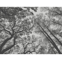 Kijk omhoog naar boomtoppen in het bos