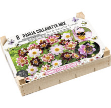 Verpakking Collarette Dahlia Mix