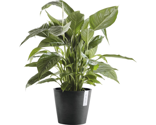 Lepelplant kamerplant in pot