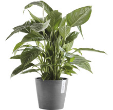 Vredeslelie in pot als kamerplant