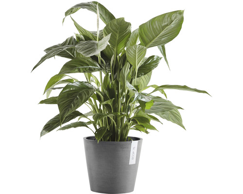 Vredeslelie in pot als kamerplant