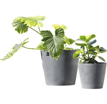 Twee grijze bloempotten met kamerplanten