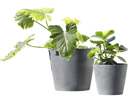 Twee grijze bloempotten met kamerplanten