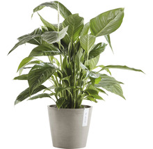 Lepelplant in pot
