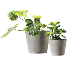 Twee kamerplanten in grijze plantenbakken