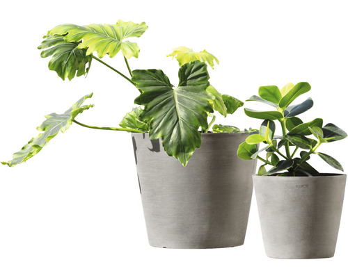 Twee kamerplanten in grijze plantenbakken