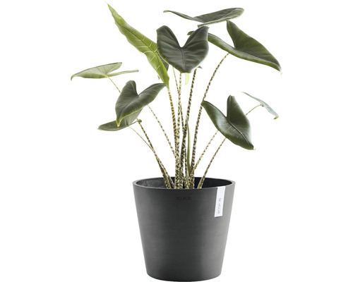 Kamerplant Alocasia in pot