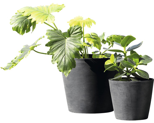 Twee kamerplanten in bloempotten