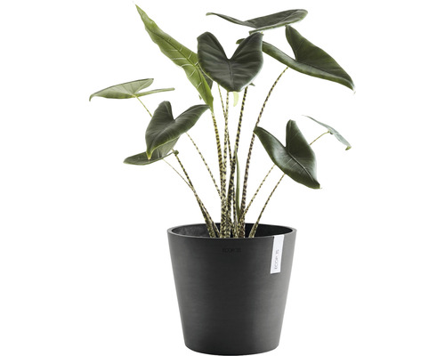 Kamerplant Alocasia met gestreepte stelen in een pot