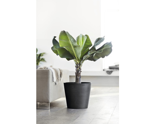 Interieurfoto van een bananenplant in pot