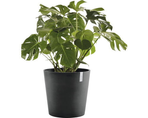 Monstera kamerplant in pot