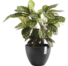 Gebedsplant in pot