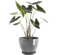 Kamerplant Alocasia in een grijze bloempot