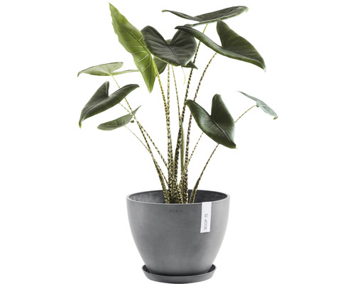 Kamerplant Alocasia in een grijze bloempot