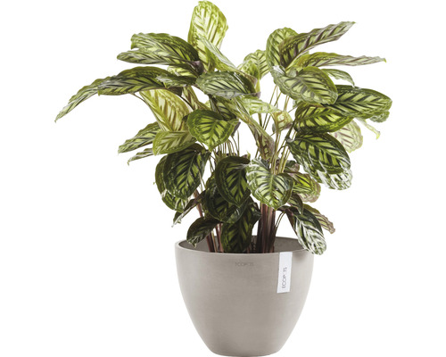Plantenmand Marante in pot