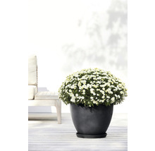 Chrysant in een donkere plantenbak op een terras