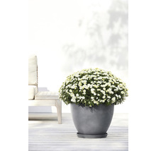 Bloeiende chrysant in grijze pot op een terras