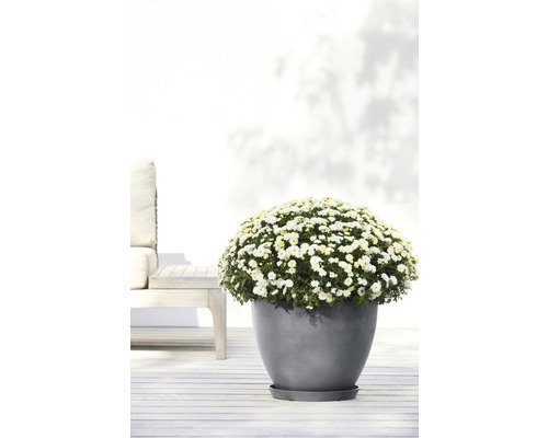 Bloeiende chrysant in grijze pot op een terras