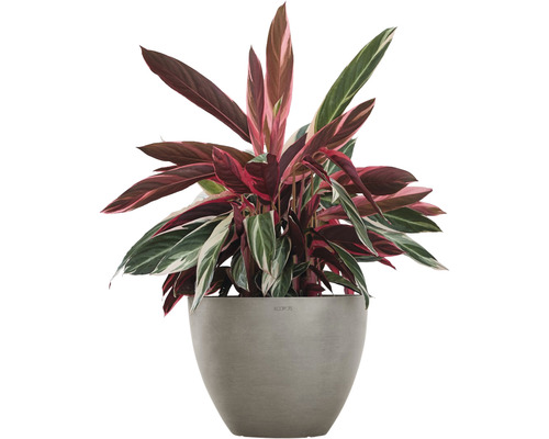 Arrowroot kamerplant in een pot