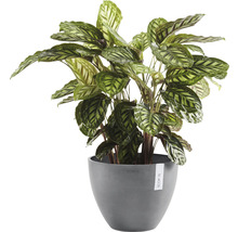 Gebedsplant in pot