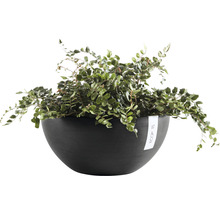 Kamerplant in ronde plantenbak