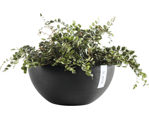 Kamerplant in ronde plantenbak