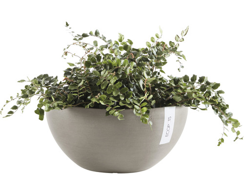 Muehlenbeckia in ronde plantenbak