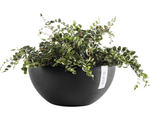 Kamerplant in zwarte bloempot