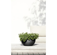 Plantenbak met plant op een houten tafel buiten