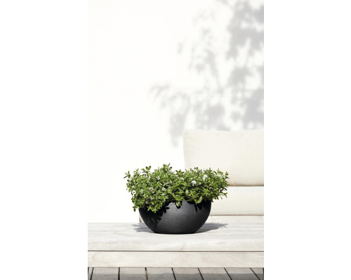 Plantenbak met plant op een houten tafel buiten