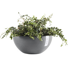 Draadwijn in een grijze plantenbak