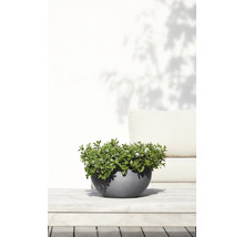 Planten in een ronde plantenbak op een houten tafel in de tuin.