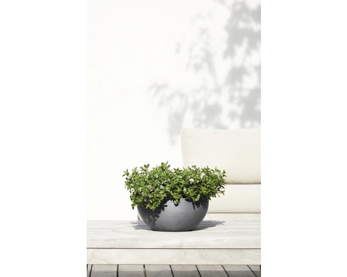 Planten in een ronde plantenbak op een houten tafel in de tuin.